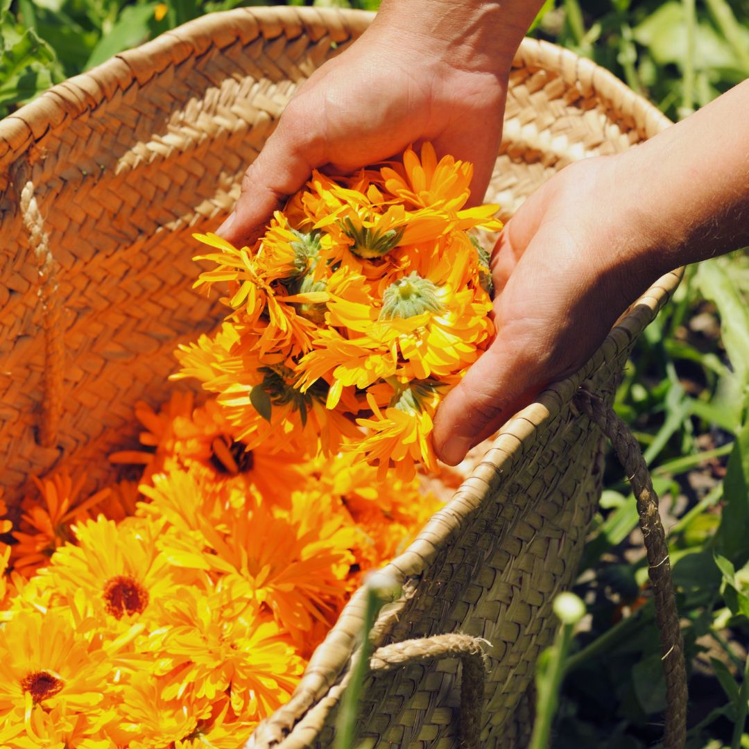 Calendula